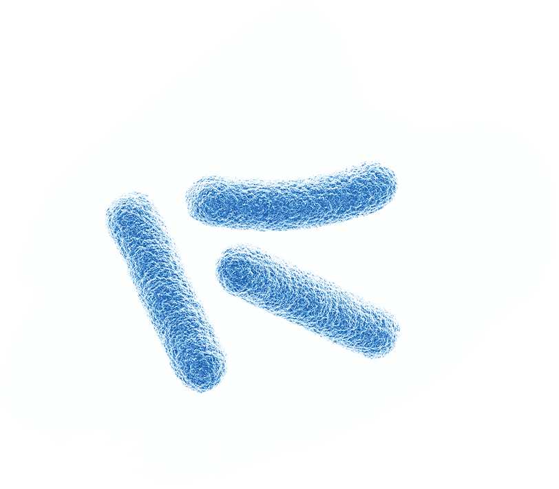 Lactobacillus Ferment