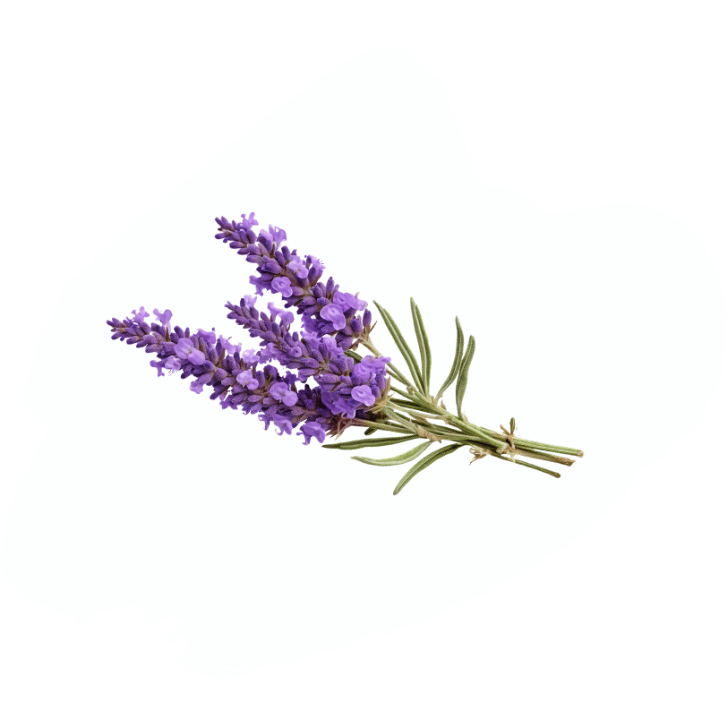 Lavendel